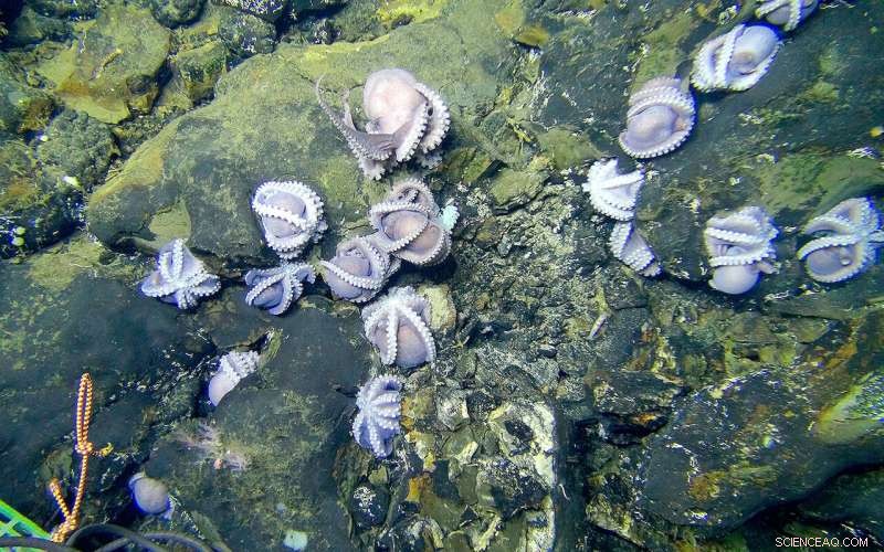 Assessing the Impact of Deep-Sea Mining on Microbial Life