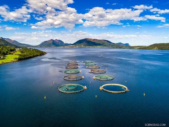 Sea Temperature Rise Poses Significant Risk to Atlantic Salmon Production