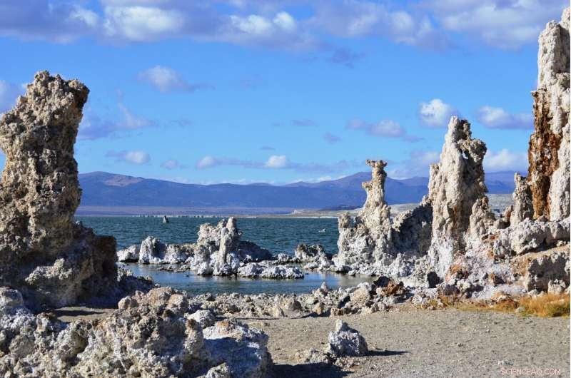 Microbes Thrive Amid Extreme Conditions at California s Mono Lake