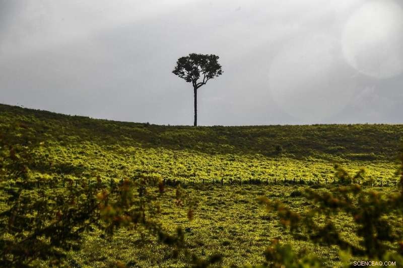 Amazon Deforestation Soars 85% in 2019, Official Data Shows