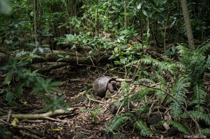 Seychelles Prioritizes Nature Over Mass Tourism for Sustainable Growth