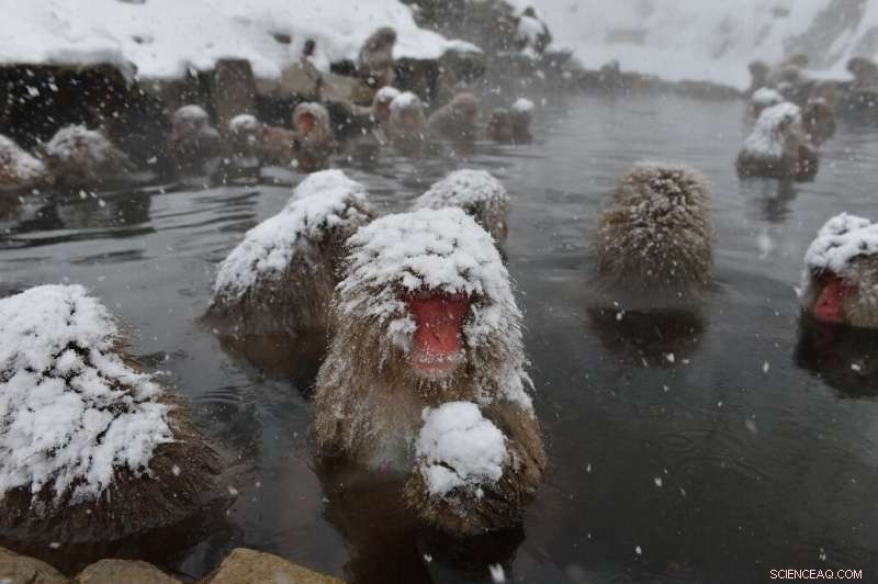 Record Low Snowfalls Shut Japanese Ski Resorts, Threatening World Cup