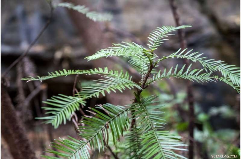 Australia s Firefighters Preserve the World s Last Wollemi Pine Trees
