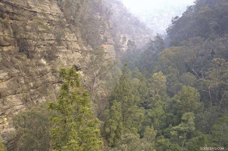Australia s Firefighters Preserve the World s Last Wollemi Pine Trees