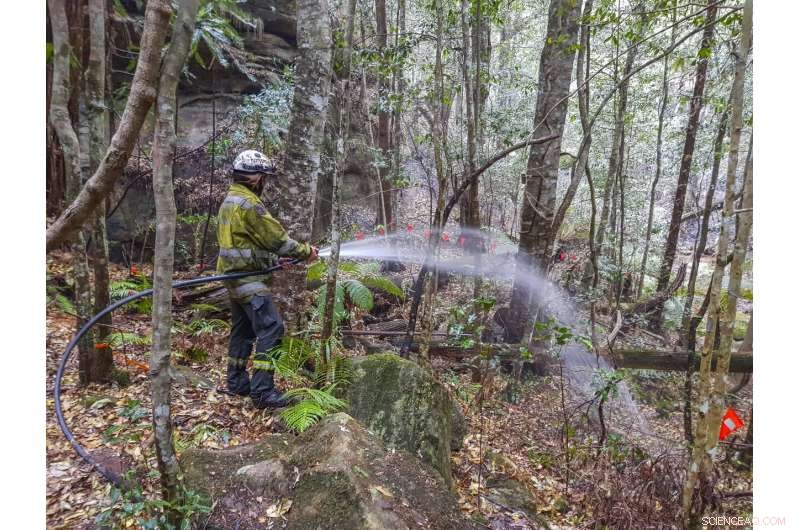 Australia s Firefighters Preserve the World s Last Wollemi Pine Trees