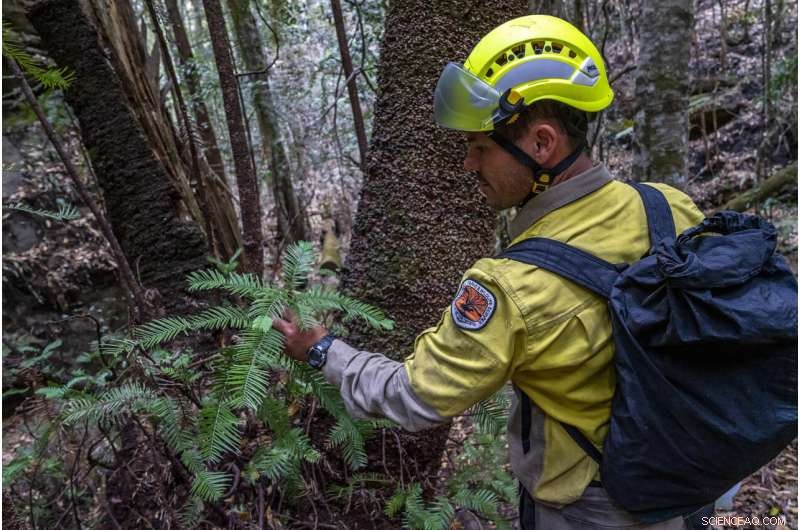Australia s Firefighters Preserve the World s Last Wollemi Pine Trees