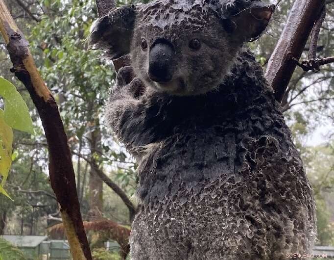 Rain Brings Relief to Australian Firefighters and Farmers Amid Ongoing Bushfires