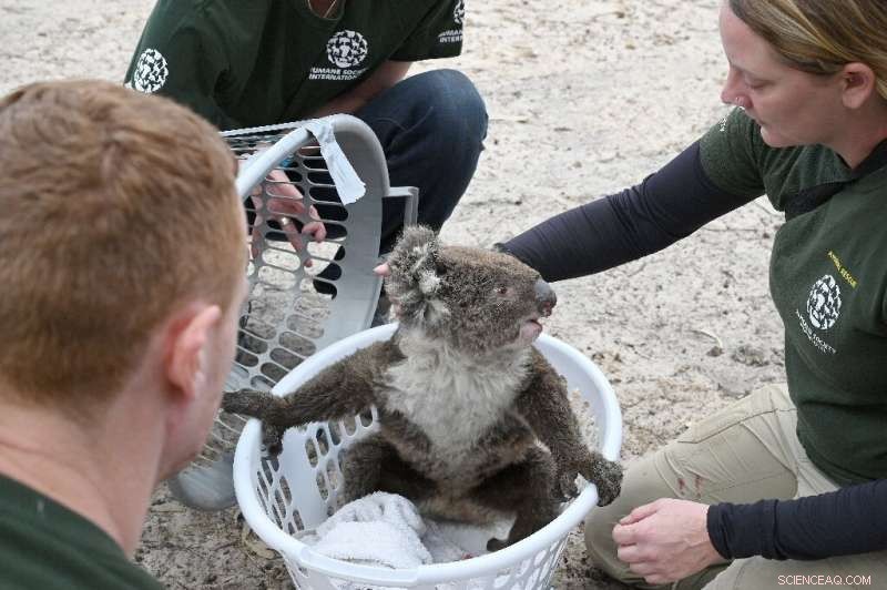 Urgent Wildlife Rescue Efforts on Fire-Affected Kangaroo Island