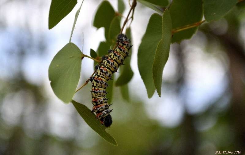 Edible Mopane Caterpillars Scarce Amid Botswana s Severe Drought