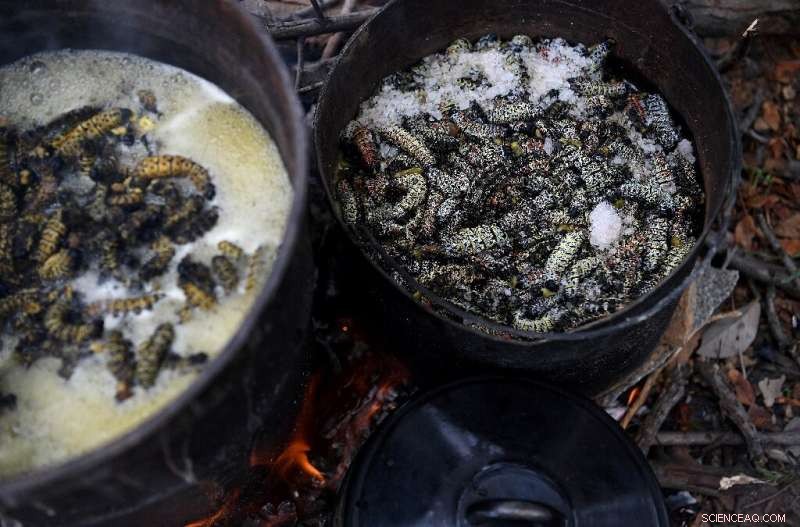 Edible Mopane Caterpillars Scarce Amid Botswana s Severe Drought