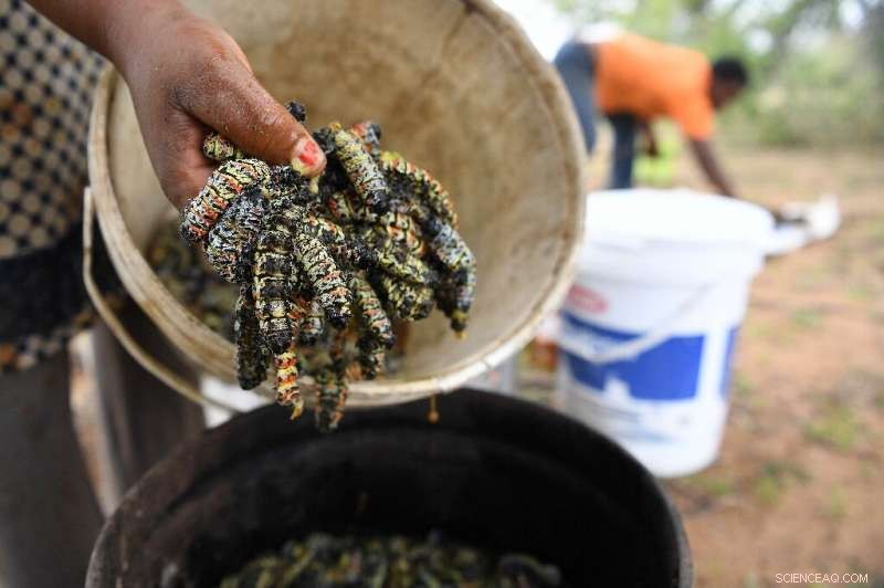 Edible Mopane Caterpillars Scarce Amid Botswana s Severe Drought