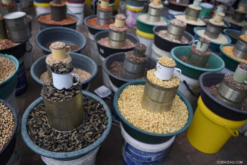 Edible Mopane Caterpillars Scarce Amid Botswana s Severe Drought