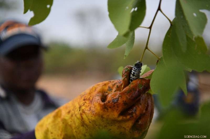 Edible Mopane Caterpillars Scarce Amid Botswana s Severe Drought