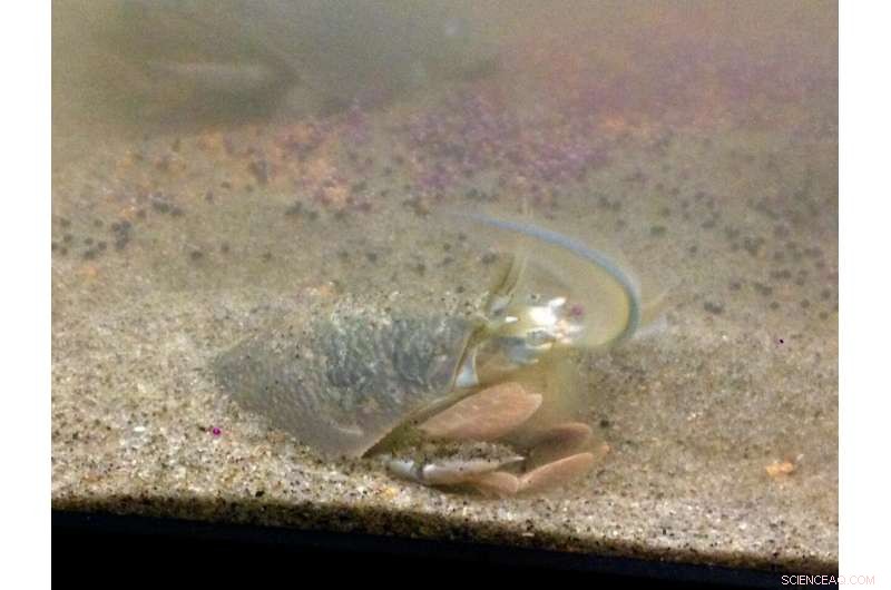 Study Reveals Microplastics Heighten Mortality and Reduce Reproduction in Sand Crabs