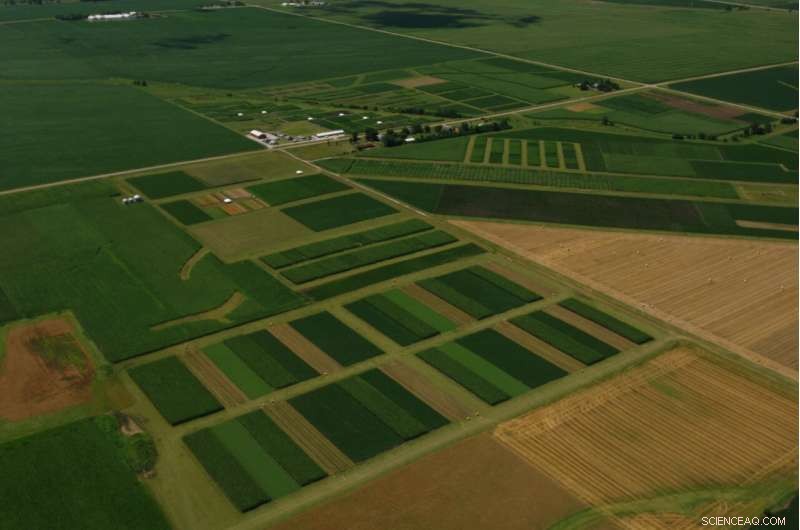 Diversified Crop Rotations Do Not Enhance Carbon Storage Beyond Corn–Soybean Systems