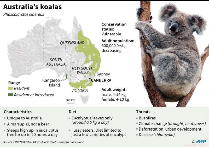 Koalas Under Fire and Flood: Their Resilience Explained