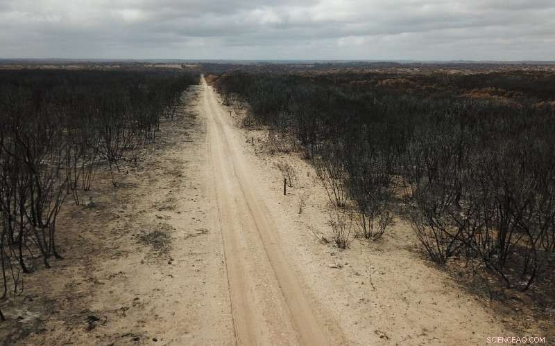 Australia Faces Devastating Dust Storms and Hail Amid Bushfire Crisis