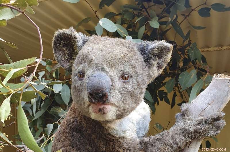 Scientists Hunt for Rare Species Survivors Amid Australia’s Wildfire Crisis
