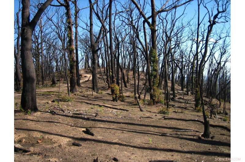 Australia s Wildfires: A Looming Crisis of Irreversible Forest Loss