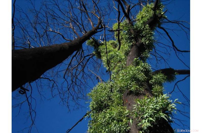 Australia s Wildfires: A Looming Crisis of Irreversible Forest Loss