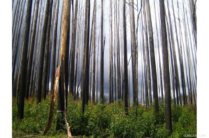 Australia s Wildfires: A Looming Crisis of Irreversible Forest Loss