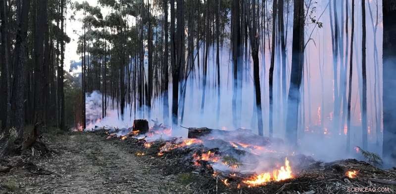 Reevaluating Forest Thinning: A Viable Strategy for Bushfire Management