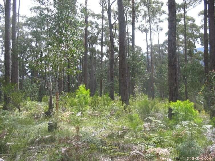 Reevaluating Forest Thinning: A Viable Strategy for Bushfire Management