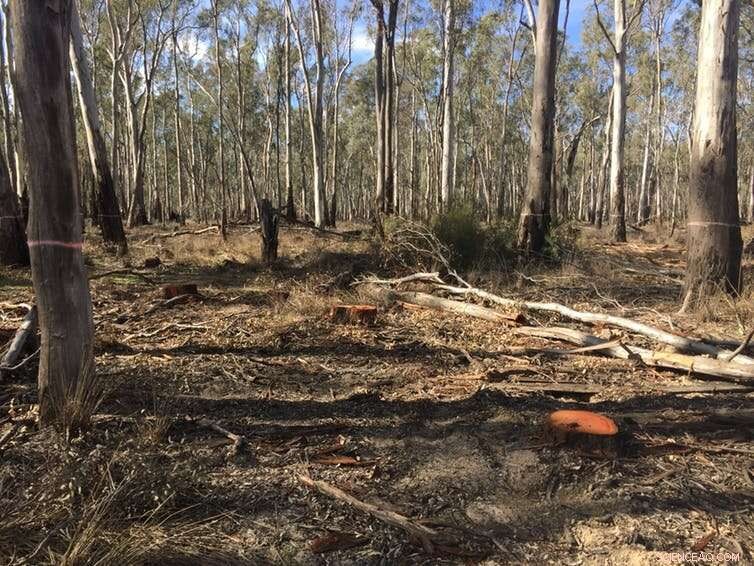 Reevaluating Forest Thinning: A Viable Strategy for Bushfire Management
