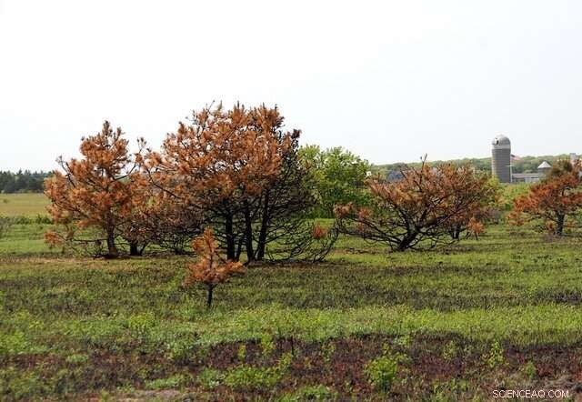 How Climate, Not Human Fires, Shaped New England s Early Forests