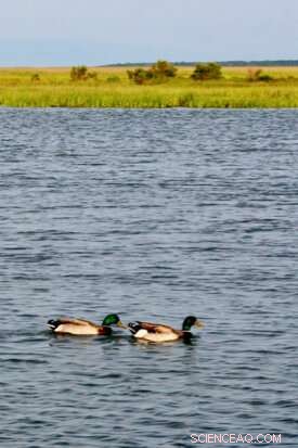 Study Links Poultry Processing to Coastal Water Pollution, Highlighting Nitrogen Threats