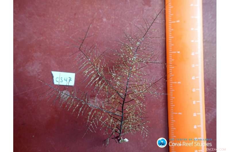 New Coral Species Discovery Reveals Gaps in Reef Science