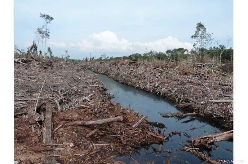 Land Preparation for Palm Oil: The Largest Driver of Climate Damage