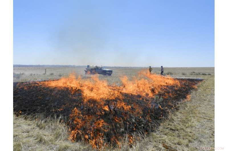 Comparing Rangeland Management: Mowing, Close Grazing, and Prescribed Burning