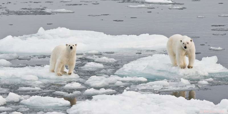 How Air Travel Threatens Polar Bear Habitats