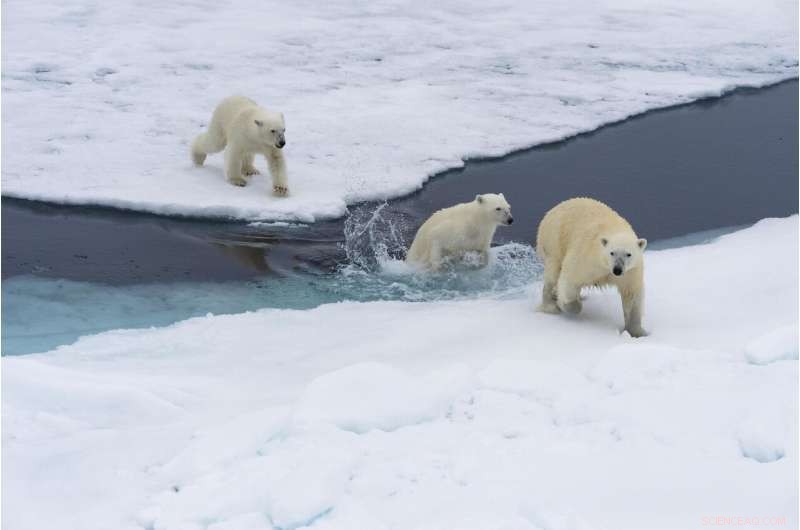 How Air Travel Threatens Polar Bear Habitats