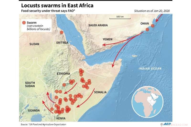 Massive Locust Swarms Threaten East Africa Amid Climate Extremes