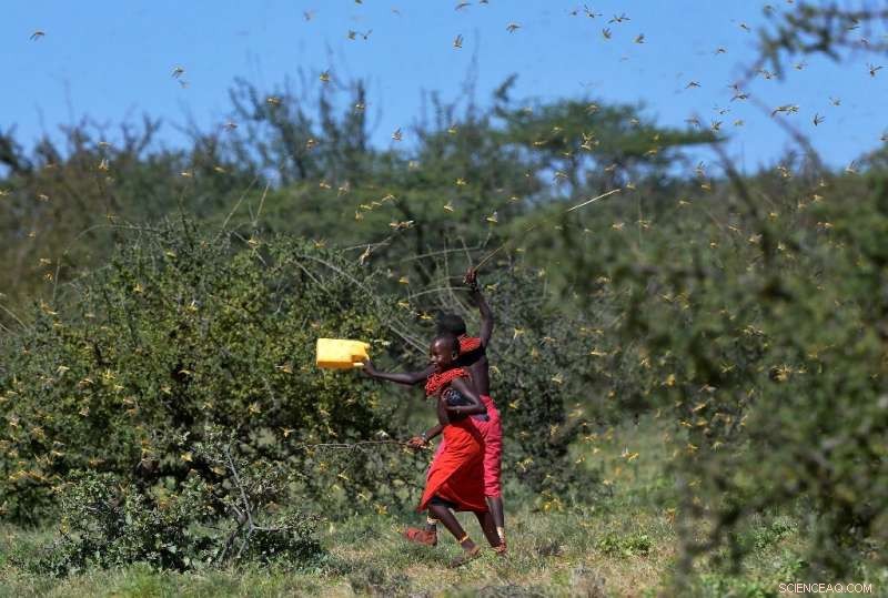 Massive Locust Swarms Threaten East Africa Amid Climate Extremes