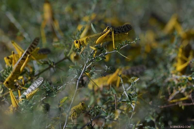 Massive Locust Swarms Threaten East Africa Amid Climate Extremes