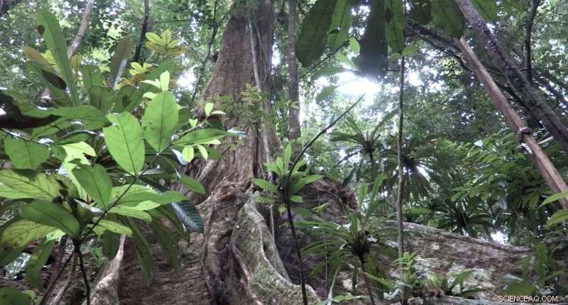 NASA s GEDI Mission Unveils First 3-D Forest Data, Enhancing Carbon Cycle Insights