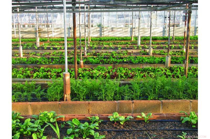 Urban Garden Study Finds Excessive Organic Matter, Impacting Soil Health