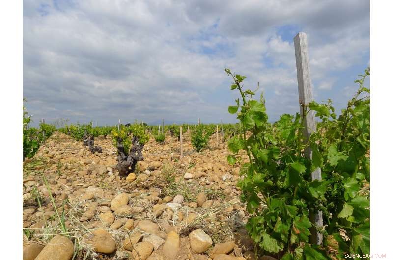 Climate Change Threatens Major Wine Regions—Variety Swaps Could Preserve Viticulture