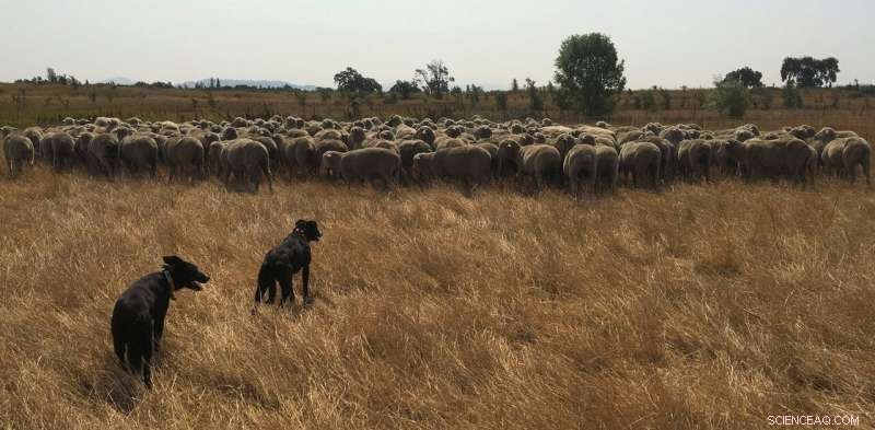 Innovative Livestock Practices: California Ranchers Revitalize Land and Reduce Drought Impact