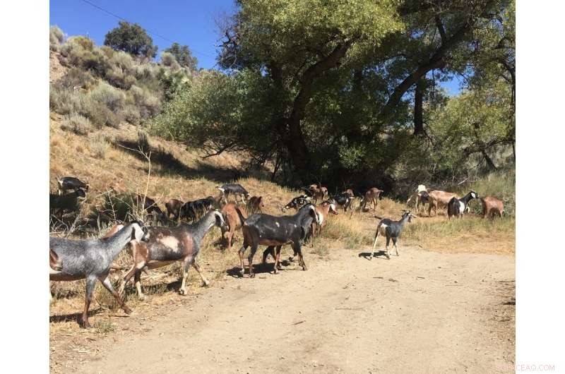 Innovative Livestock Practices: California Ranchers Revitalize Land and Reduce Drought Impact