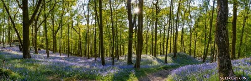 Climate Crisis: Planting 2 Billion Trees in the UK’s Crowded Landscape