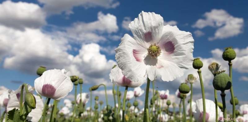 Opium in Southern Africa: Boom, Bust, and Colonial Influence