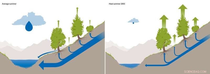 High‑Elevation Vegetation Drains Alpine Water Fluxes, According to ETH Study