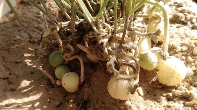 Sustainability Drives Consumer Interest in New Ingredients, New Study Shows