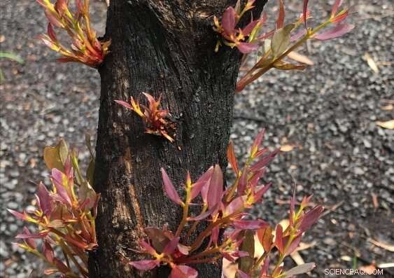 Citizen Scientists Capture Bushfire Recovery Using Mobile Phones