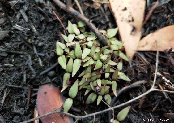Citizen Scientists Capture Bushfire Recovery Using Mobile Phones