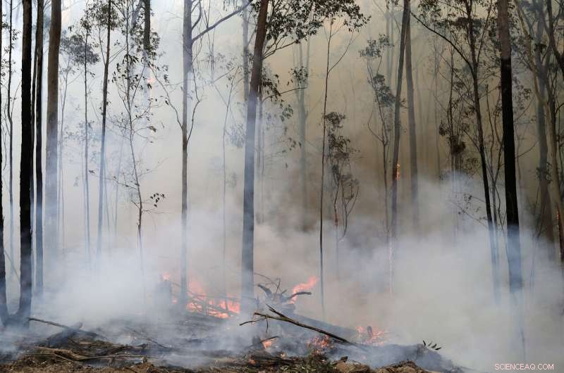 Global Forest Fires Threaten Drinking Water Supplies